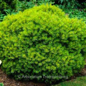 Pinus strobus 'Minima'