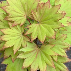 Acer Shirasawanum kinkakure