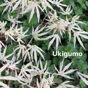 Acer palmatum ukigumo