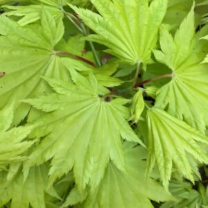 Acer Shirasawanum Aureum