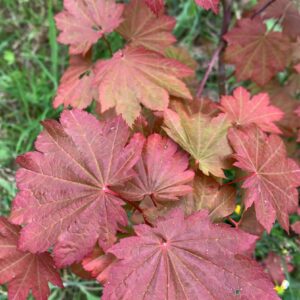 Acer japonicum 'Ruby'