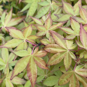 Acer palmatum sode nishiki