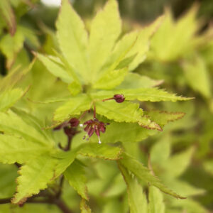 Acer palmatum 'Muro gawa'