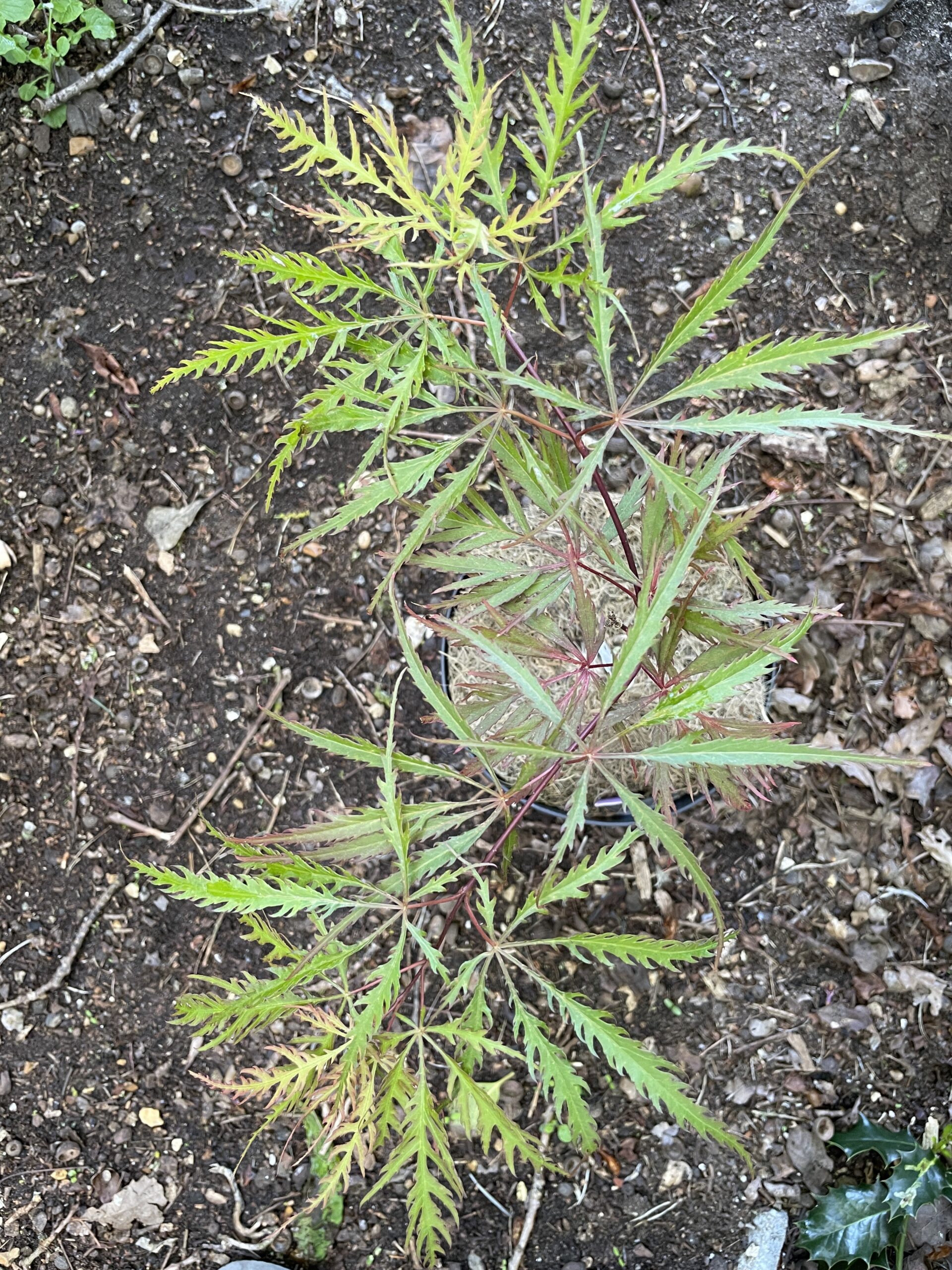 Acer palmatum 'Dissectum rubrum'
