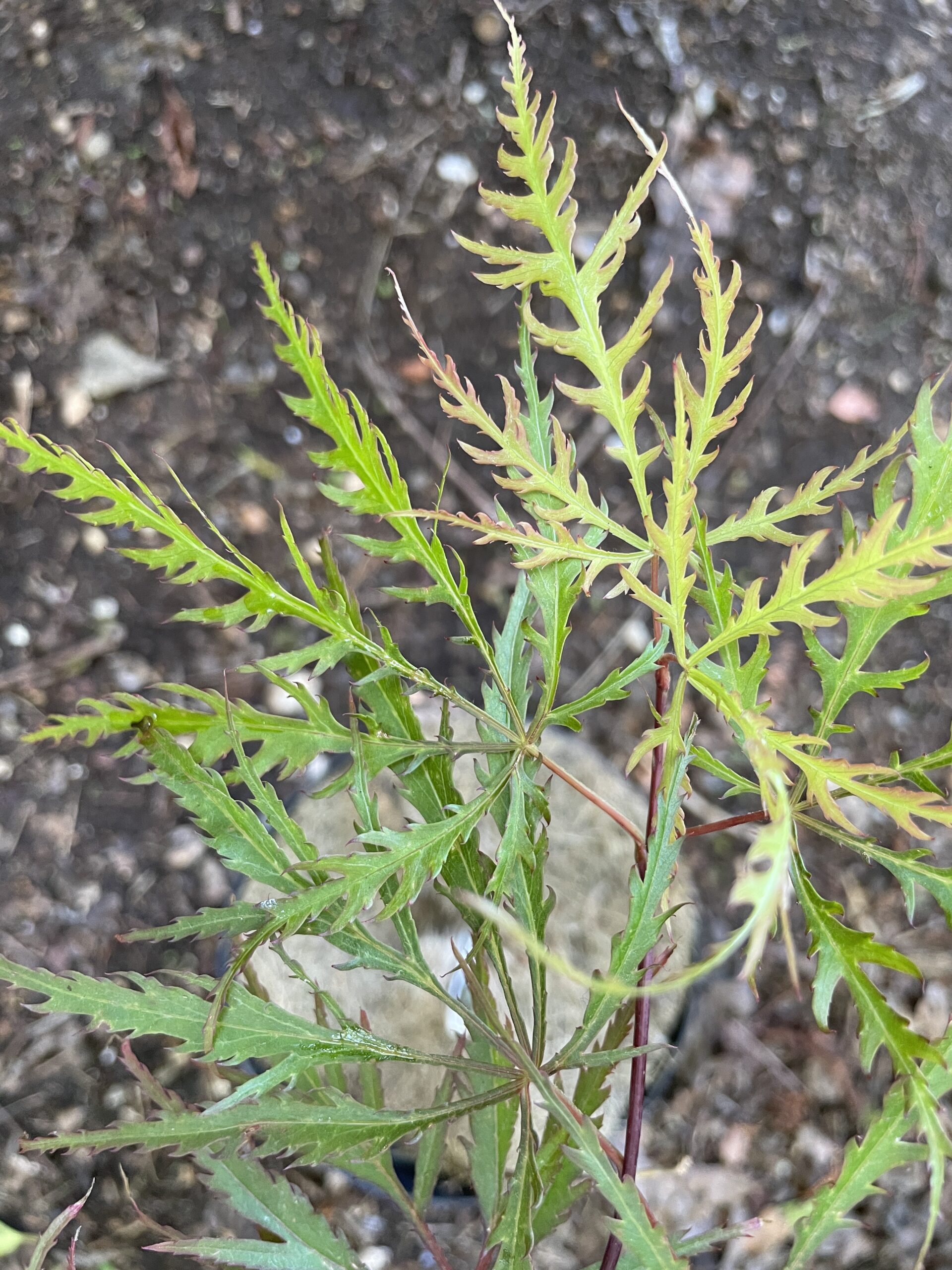 Acer palmatum 'Dissectum rubrum'