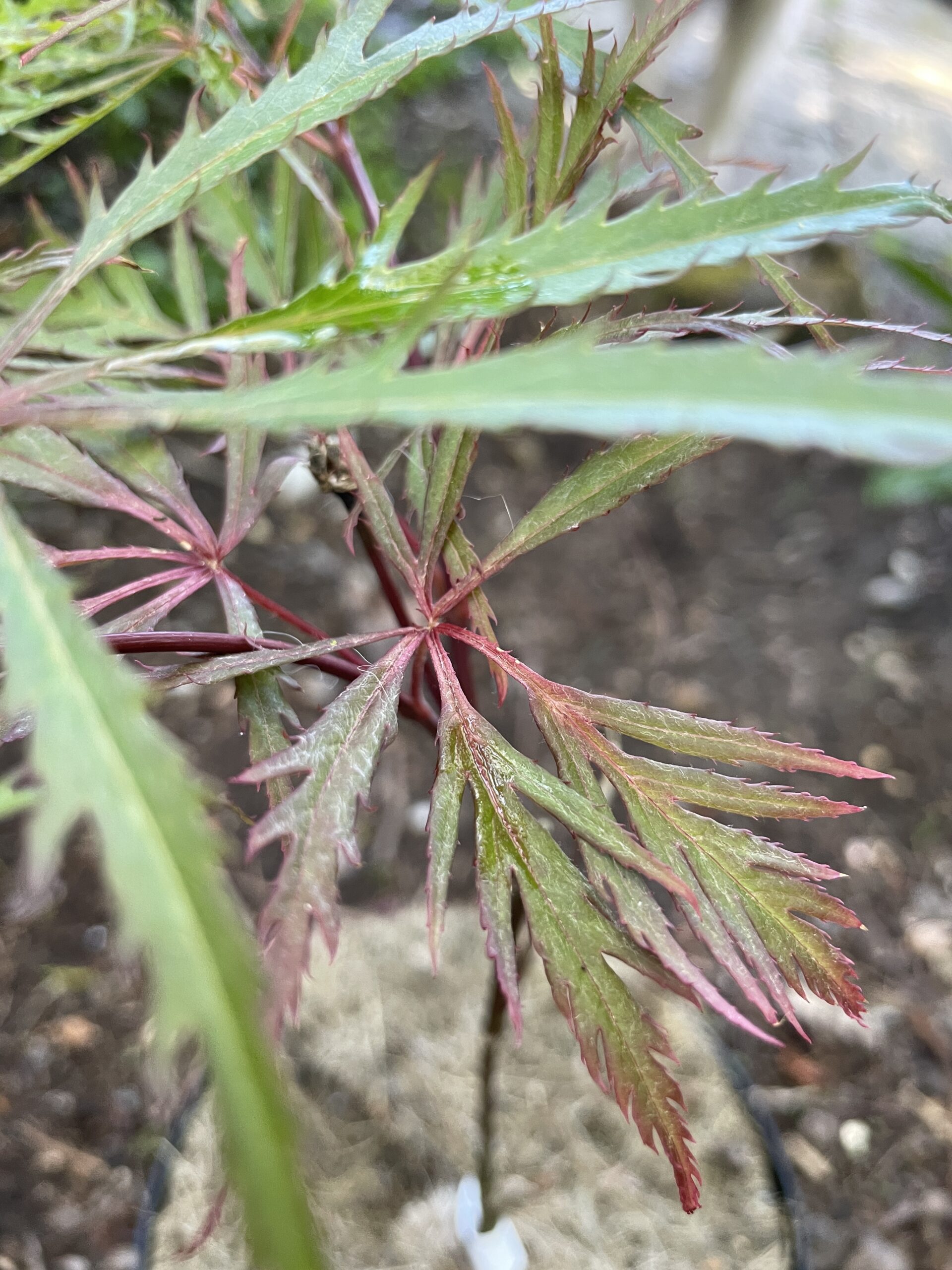 Acer palmatum 'Dissectum rubrum'