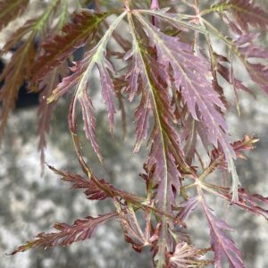 Acer palmatum Dai