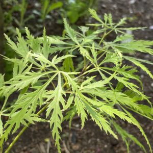 Acer palmatum 'Dissectum Flavescens'
