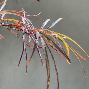 Acer palmatum 'Enkan'