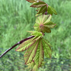 Acer Circinatum Burgundy Jewel
