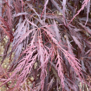 Acer Palmatum Inaba Shidare