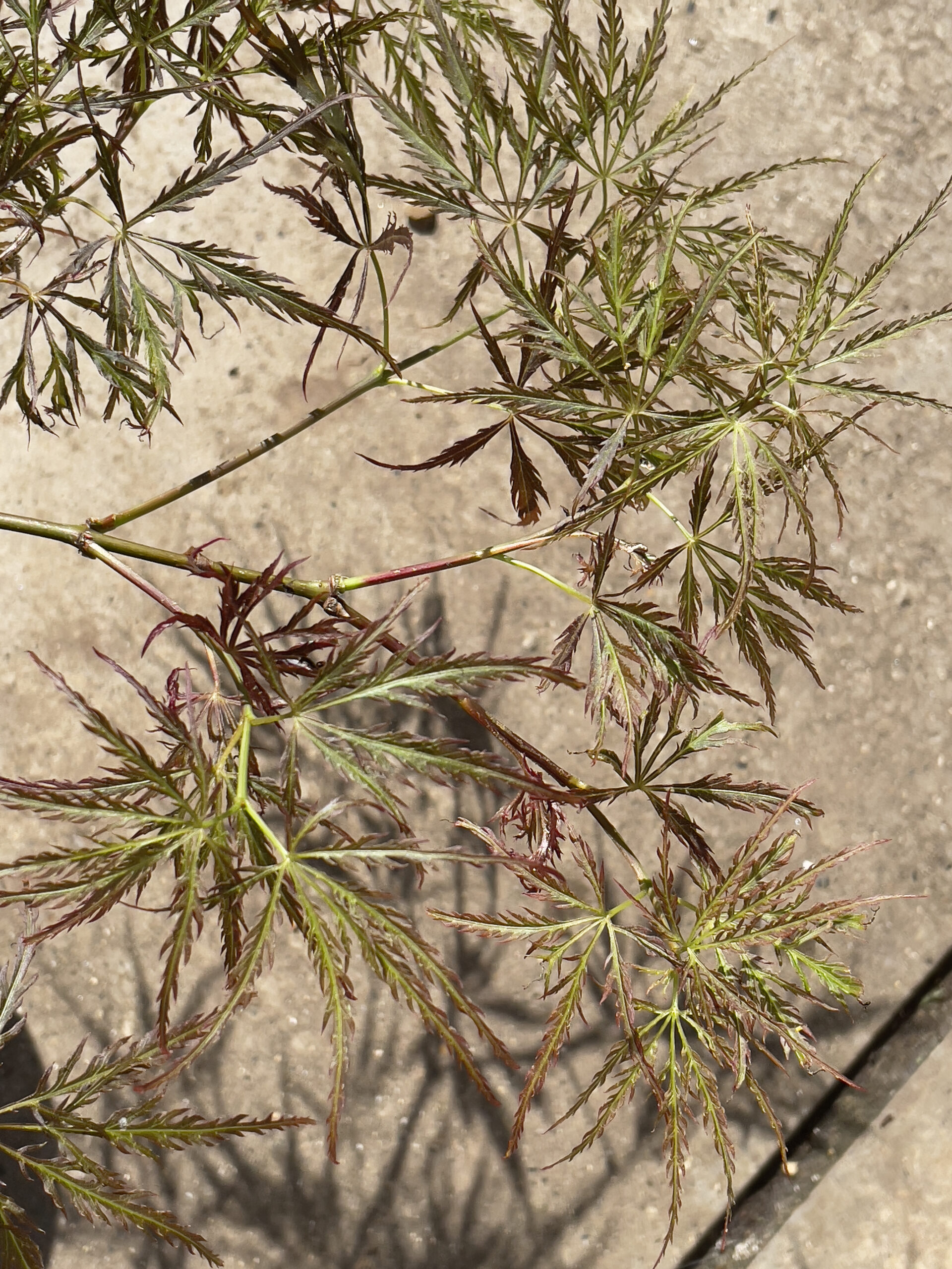 Acer palmatum 'Mioun'