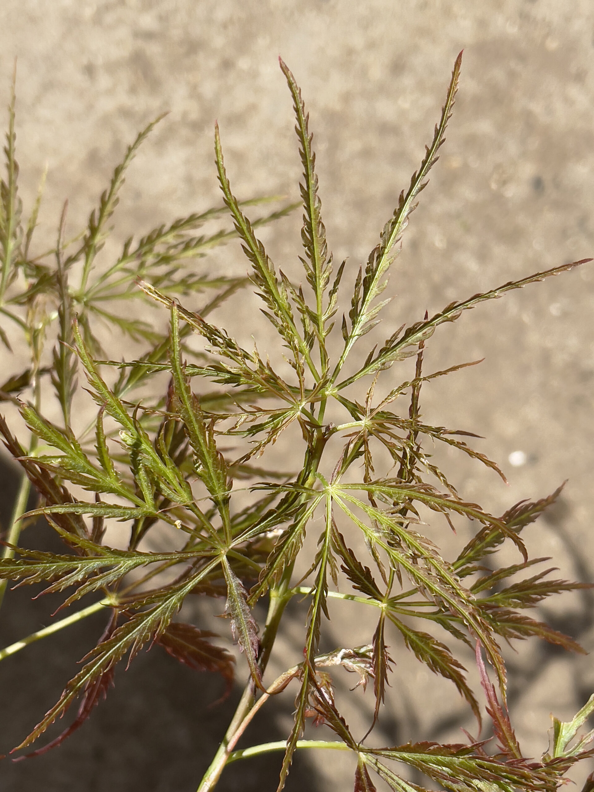 Acer palmatum 'Mioun'