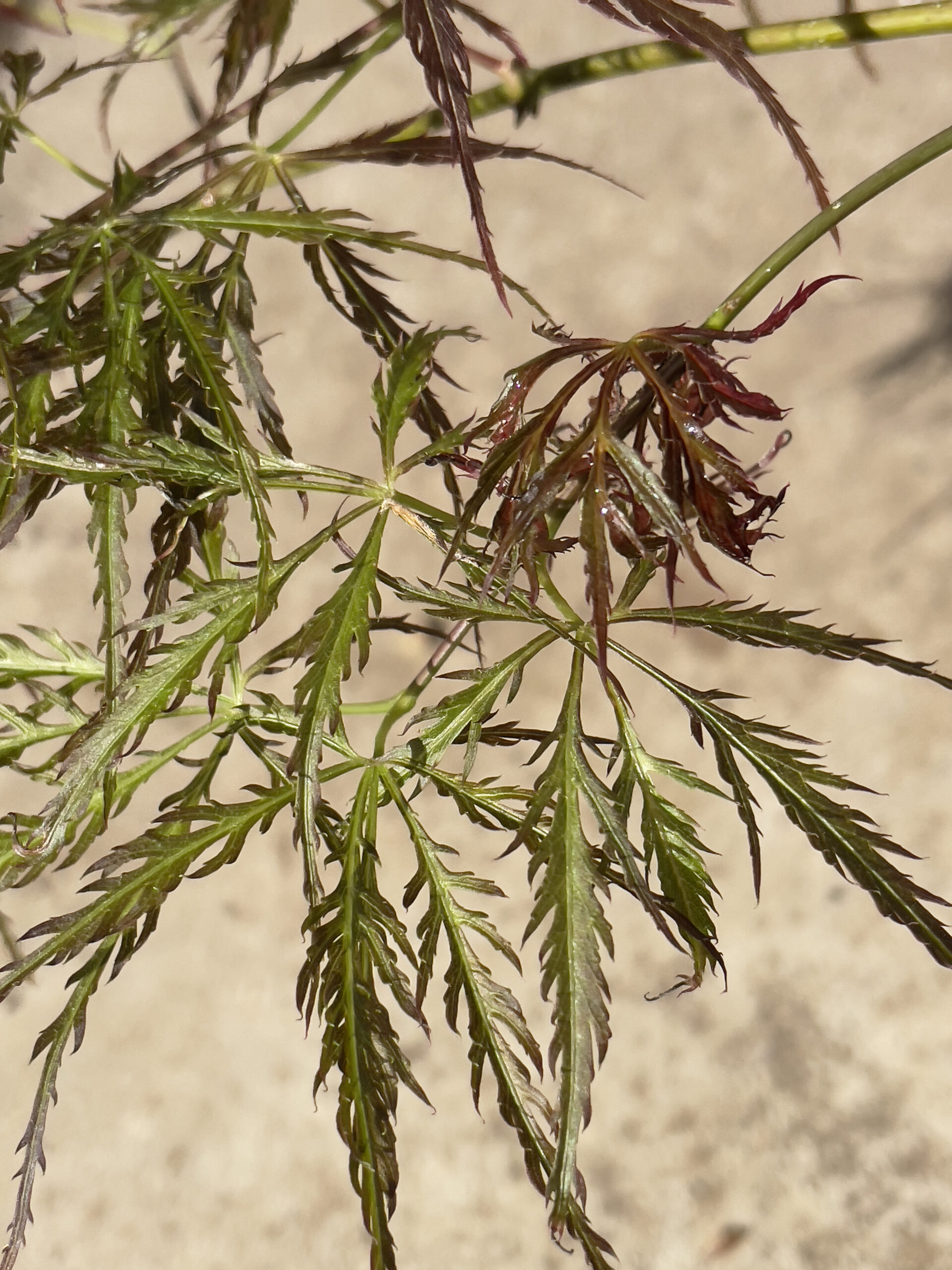 Acer palmatum 'Mioun'