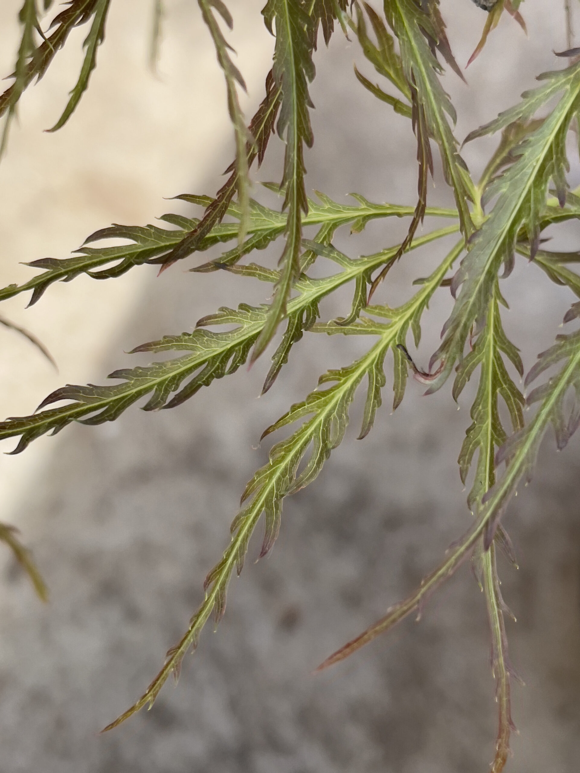 Acer palmatum 'Mioun'