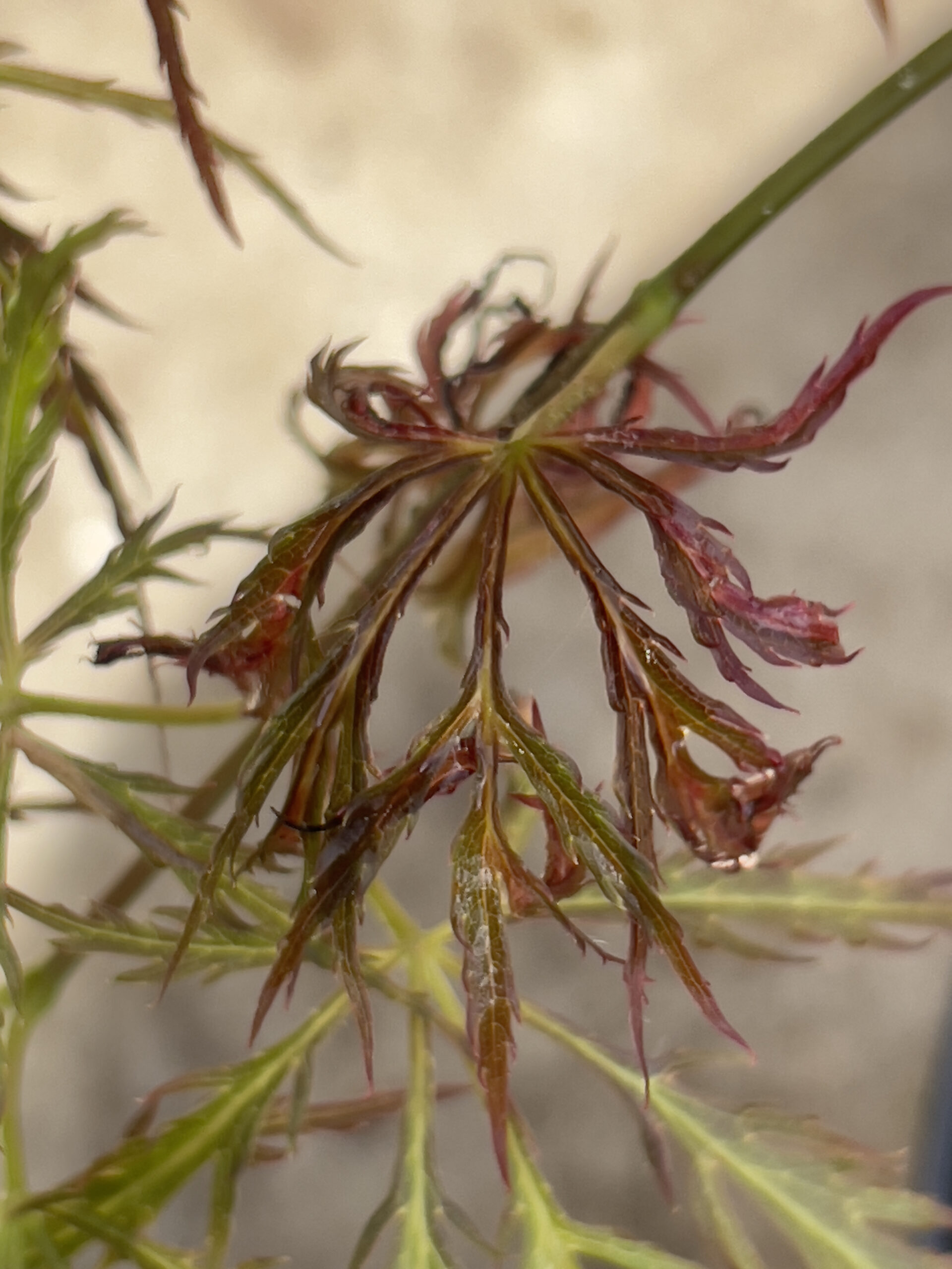 Acer palmatum 'Mioun'