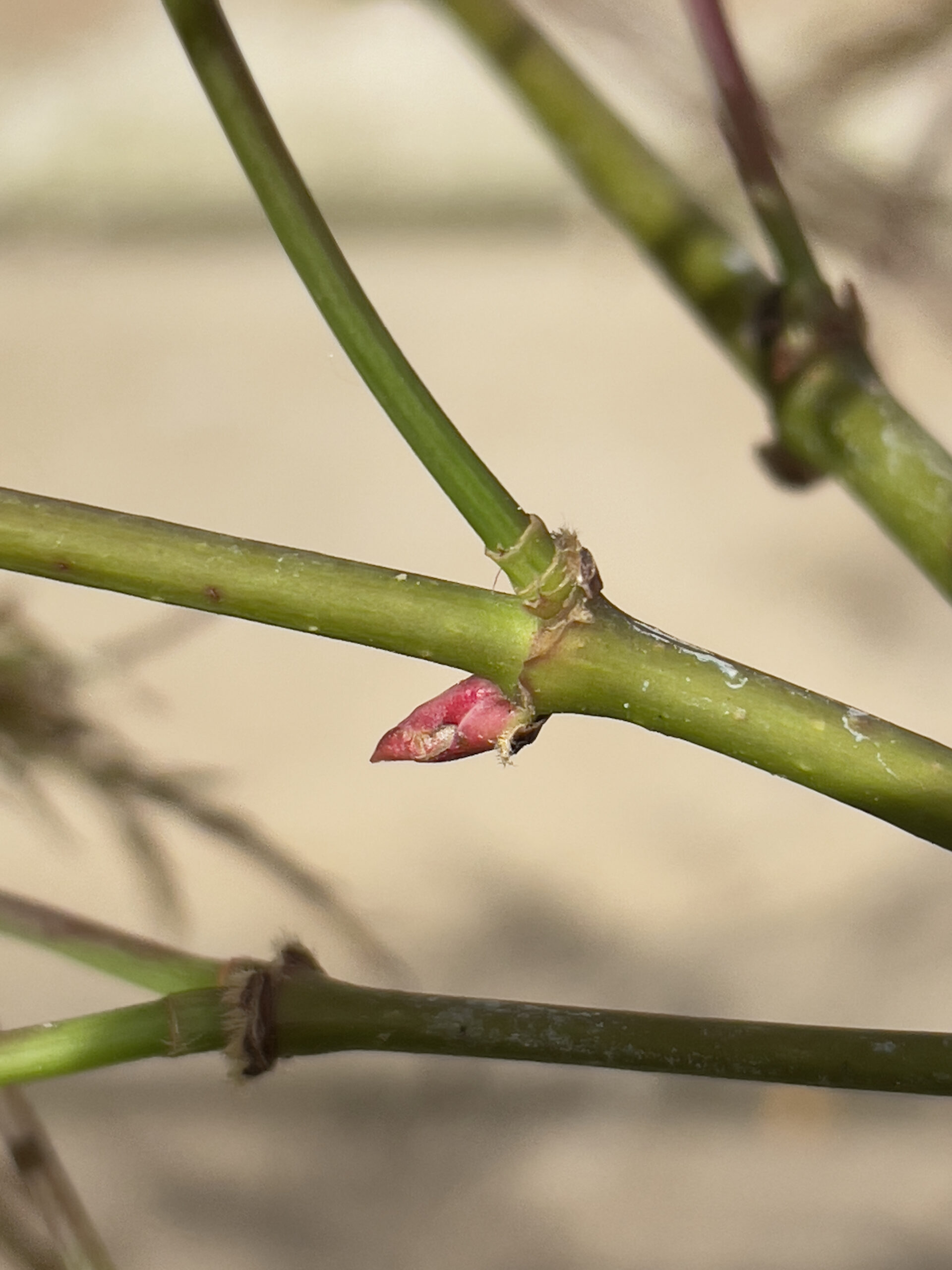 Acer palmatum 'Mioun'