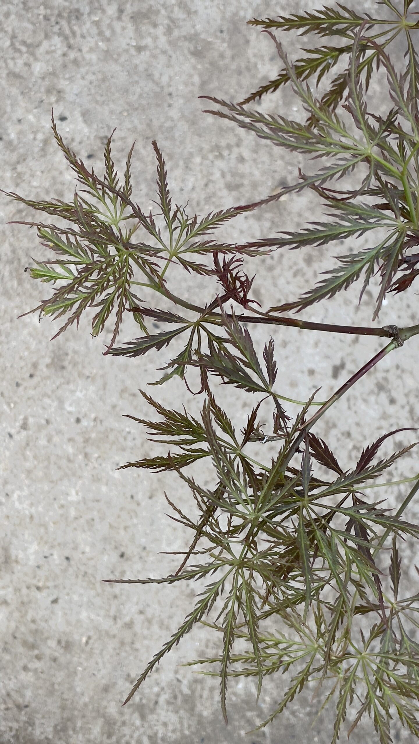 Acer palmatum 'Mioun'