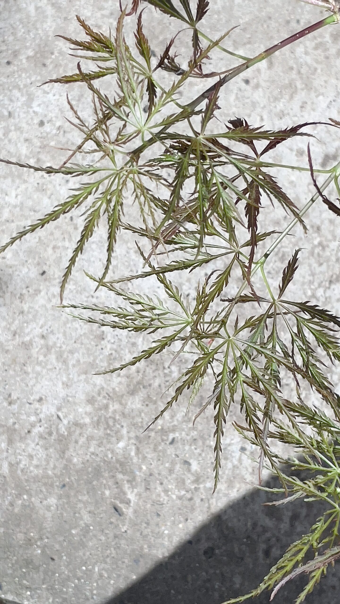 Acer palmatum 'Mioun'
