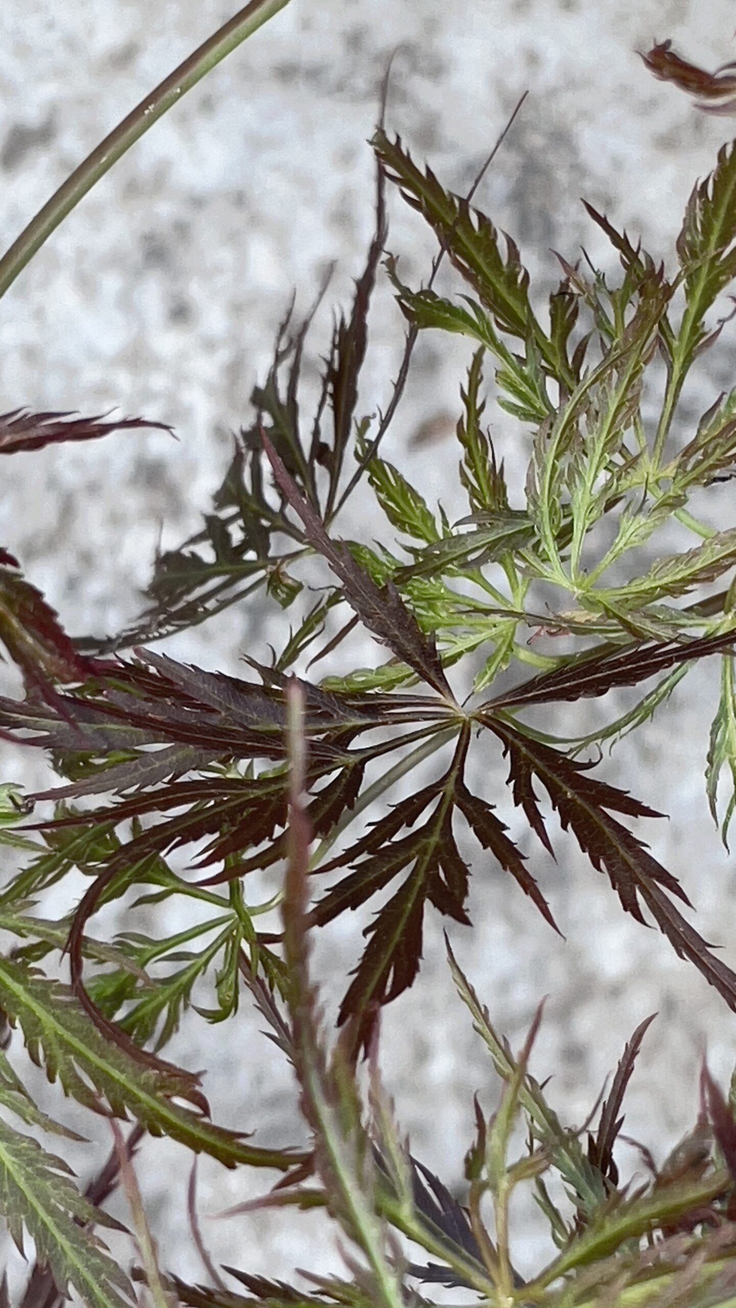Acer palmatum 'Mioun'