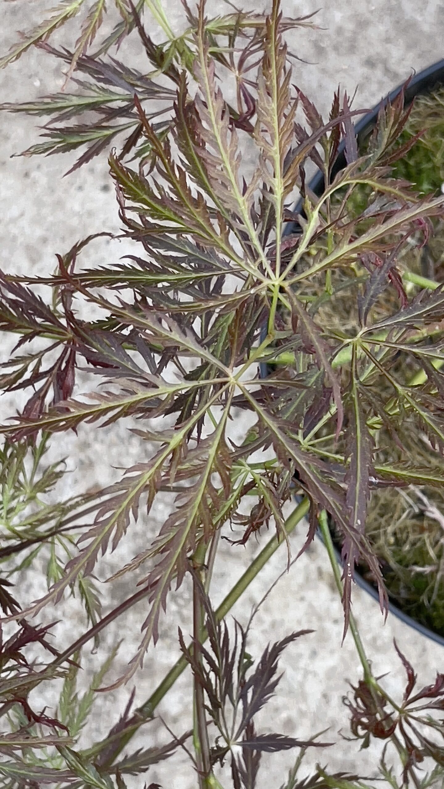 Acer palmatum 'Mioun'