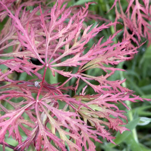 Acer palmatum Baldsmith