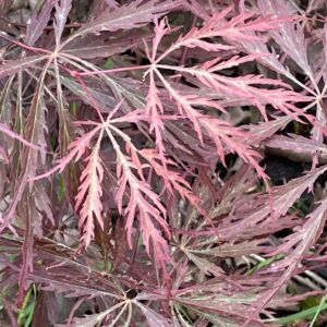 Acer palmatum 'Dark straw'