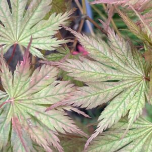 Acer Palmatum Ariadne