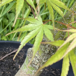 Acer Palmatum Arakawa