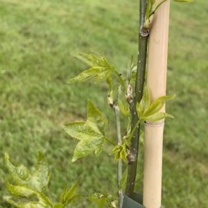 liquidambar styraciflua aurea