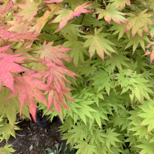 Acer Shirasawanum Autumn moon