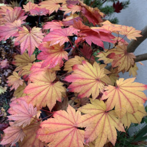 Acer japonicum vitifolium