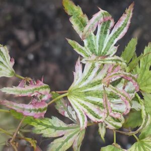 Acer palmatum Higasa Yama