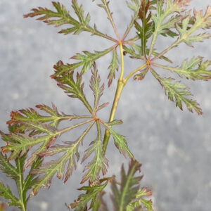 Acer palmatum Kaga Sudare