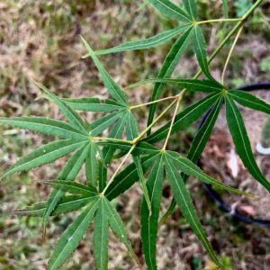 Acer palmatum Aka shime no uchi