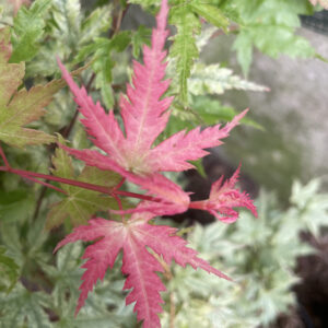 Acer palmatum Coral Magic
