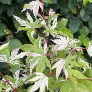 Acer palmatum 'Taiyoh Nishiki'