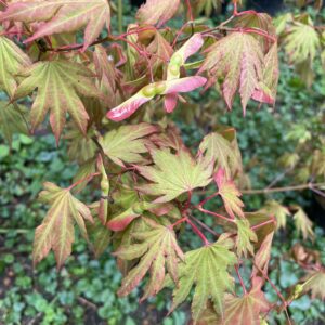 Acer palmatum 'Ever Autumn'