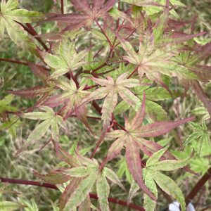 Acer palmatum 'Beni tsukasa'