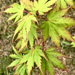 Acer palmatum 'Annick'