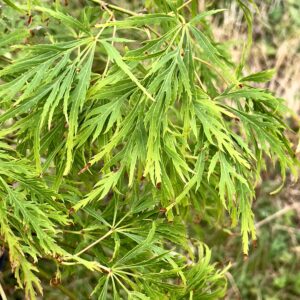 Acer palmatum 'Ao shidare'