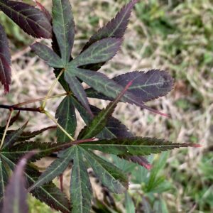 Acer palmatum 'Alpine surprise'