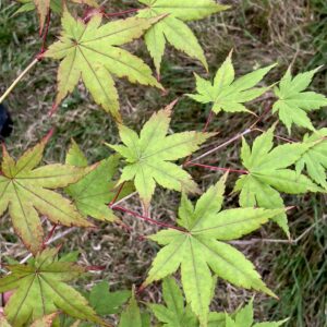Acer palmatum 'Aki tsuma gaki'