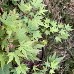 Acer palmatum 'Allen’s gold'