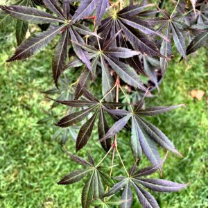 Acer palmatum 'Blackbeard’s gold'