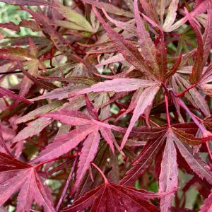 Acer palmatum 'Bene otake'