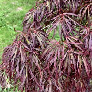 Acer palmatum 'Crimson queen'