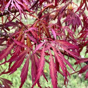 Acer palmatum 'Crimson princess'
