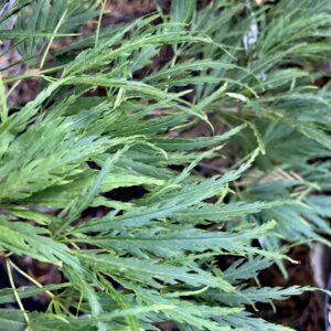 Acer palmatum 'dissectum paucum'