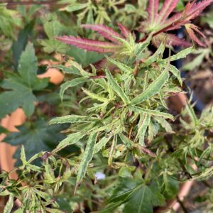 Acer palmatum 'Dr Seuss'
